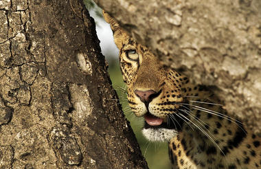 Leopard Eye 